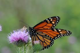 monarch butterfly