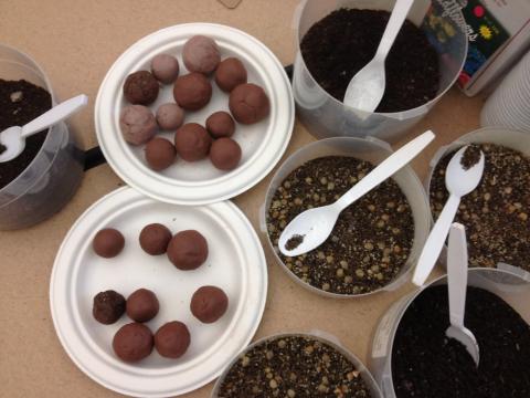 seed bombs