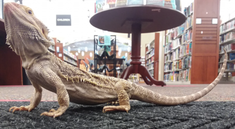 Mushu in library