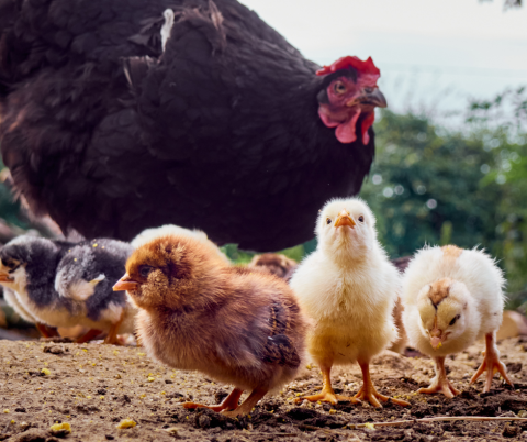 raising chickens