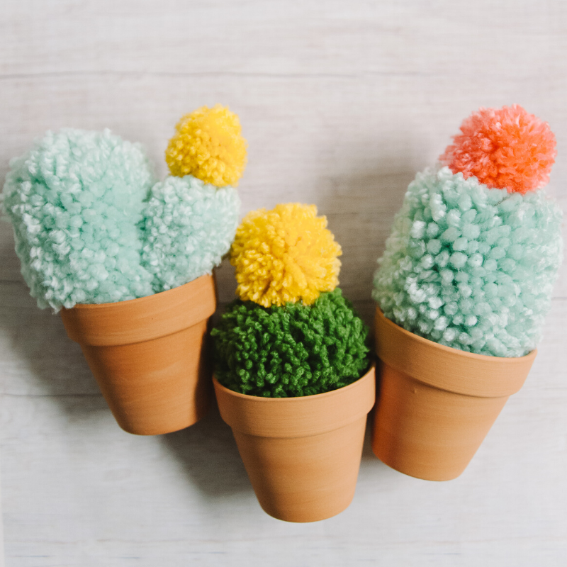 Pom pom cacti