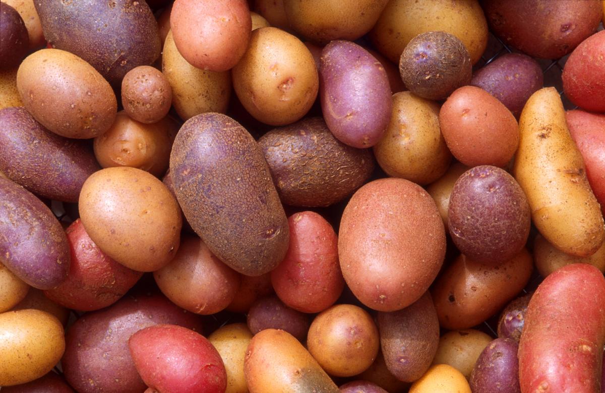 pile of potatoes