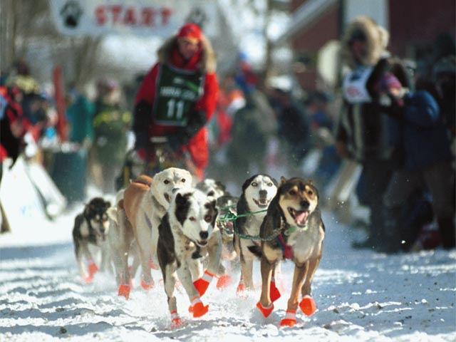 sled dog karen land